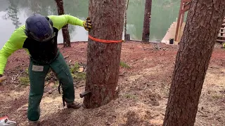 Tongue & Groove Tree Felling Method