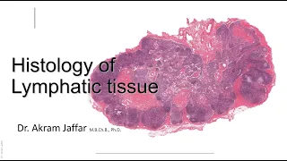 Histology of the lymphatic system