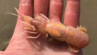 How To Catch Ghost Shrimp