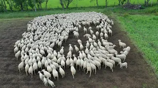 Schafe laufen in Kreis