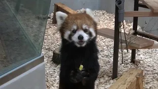 【東山動植物園公式】まるこ、リンゴを食べる《 シセンレッサーパンダ　レッサーパンダ 》