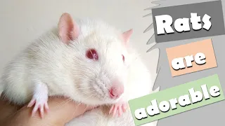 The CUTEST most ADORABLE RATS I Rats are ADORABLE - Cute Rat Compilation!