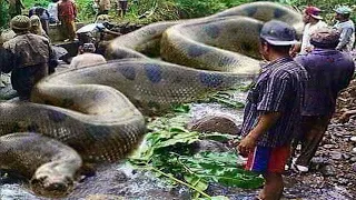 Giant snakes that were only captured on video