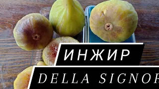 Инжир Della Signor