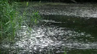 Звуки природы Звук дождя и грозы для сна