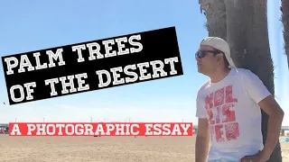 Palm Trees in the Desert. A Photographic Essay