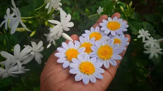 Small Daisy | How to make paper quilling small daisy flower | Ayo's quilling