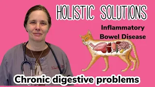 Holistic solutions for Inflammatory Bowel Disease #IBD #dogs #cats #holistic #veterinary #diarrhea