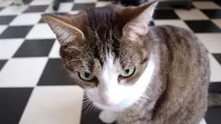 Самые милейшие кошки в мире подборка 17 показ слайдов 2015!