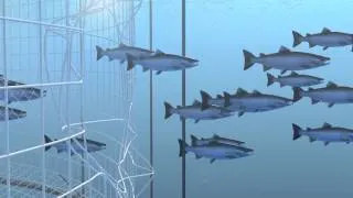 How Seafood is Farmed: Net Pens