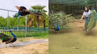 Peacock opening feathers，Peacock dance display，Beautiful peacock
