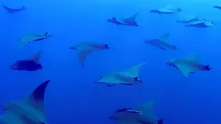 Swim with a school of Rays: See pup 'kicking' inside mother | Animals with Cameras | Earth Unplugged