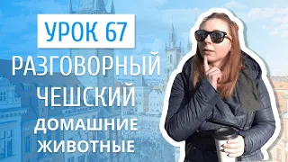 Урок 67. Разговорный чешский I Домашние животные