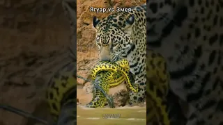 Ягуар против змеи
