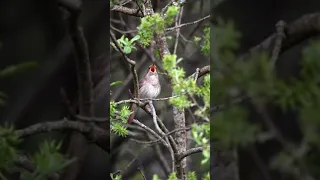 Beautifull Bird Sound || relaxing|| satisfying||Nightingale