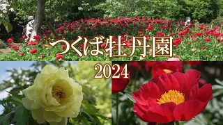 つくば牡丹園 2024　Tsukuba Peony Garden, 2024