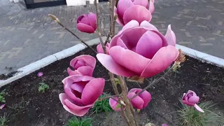 #magnolia #soulangeana #blacktulip #flowers #plant