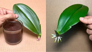 This Magical Water Makes 1 Orchid Leaf Instantly Revive Very Easily