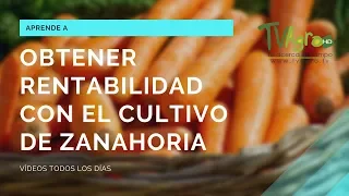 Obtener RENTABILIDAD con el cultivo de ZANAHORIA - TvAgro por Juan Gonzalo Angel