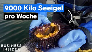 Teure Delikatesse: So werden jede Woche 9000 Kilo Seeigel gefangen und verarbeitet