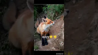 Милые лисички🦊