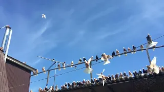 Белоголовые  Пермские высоколетные голуби