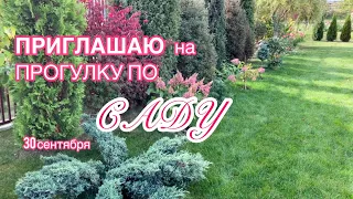 ТЁПЛАЯ ОСЕНЬ / ПРОГУЛКА ПО САДУ / ХВОЙНЫЕ ГОРТЕНЗИИ РОЗЫ / Beautiful Conifers garden / 4K