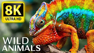 SPECIAL ANIMALS & BIRD Collection 8K 60FPS HDR10+ - With Super Relaxing Nature And Animal Sounds