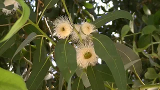 Flores de eucalipto robusto: Eucalyptus robusta (www.riomoros.com)