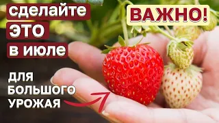 УХОД за клубникой ПОСЛЕ плодоношения. ВАЖНО сделать ЭТО в июле!