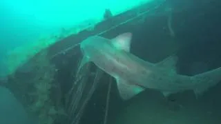 Sand Tiger Shark Olympus Dive Center