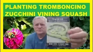 👨‍🌾PLANTING Tromboncino squash: Zucchino Rampicante: Vining, Vine Borer Resistant Zucchini