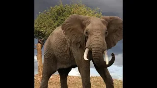 Охота на слона, Hunting Elephant