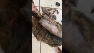 Shaving a cat’s fur