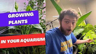 GROW THESE PLANTS OUT OF YOUR AQUARIUM!!!