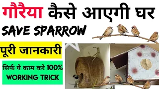 Save Sparrow Birds ,कैसे बुलाए गौरैया को अपने घर 🐦, देखे कैसे होते है Sparrow Baby 🐣 और उनके घोसले 🪺