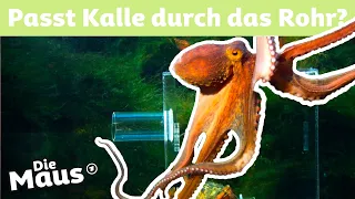 Warum hat der Oktopus acht Arme? | DieMaus | WDR
