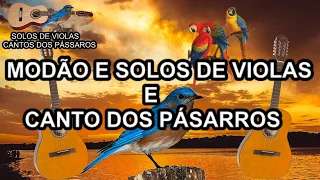 MODÃO DE VIOLA SOLOS DE VIOLA COM CANTO DOS PÁSSAROS