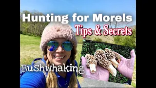 MOREL MUSHROOM Hunting - Tips & Secrets - Where to Find Morels