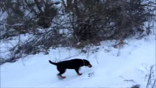 Охота на лису норная,с ягдтерьером!  Hunting with Yagdterrier