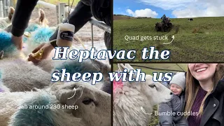 HEPTAVAC P PLUS THE SHEEP