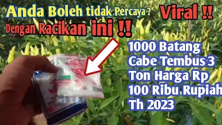 *Merawat cabe agar berbuah banyak dan lebat !! Terbukti cara ini buah cabe naik 5 kalilipat