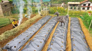 Snakes Attack Dogs and Cats, Weeding Around the Farm - Vegetable Gardening | Daily Farm