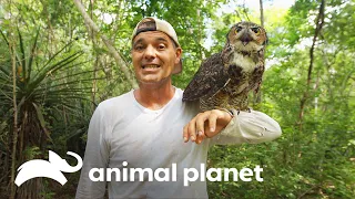 Frank comparte en México con el búho más grande del mundo | Wild Frank en México | Animal Planet