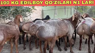 100 KG QO'ZI BOQISH NASILGA QANDAY QOY BOQISH KERAK