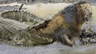 КРОКОДИЛ В ДЕЛЕ! Кто сильнее крокодил или лев. На что способен крокодил