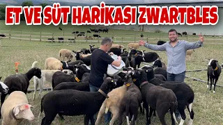 ZWARTBLES KOYUNU HOLLANDA İNEĞİ GİBİ HEM SÜT HEM KUZU VERİYOR