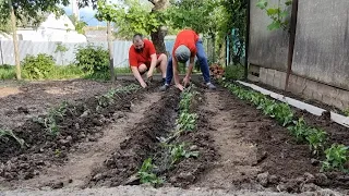 ПОМИДОРЫ САЖАЮ ТОЛЬКО ТАК, ВЫРАСТУТ ДАЖЕ В АСФАЛЬТЕ! ДАЖЕ РЕБЁНОК СПРАВИТЬСЯ!!!