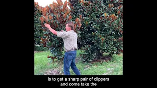 How To Prune A Magnolia Tree