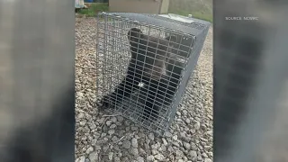 Bear hurt after video shows people pulling two cubs from tree in Asheville